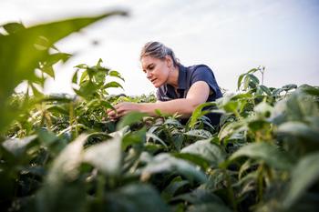 Syngenta Extends Leadership in Fungicides with ADEPIDYN® Technology: https://mms.businesswire.com/media/20240507299859/en/2120944/5/Female_farmer_inspecting_soyabean_crops_in_field_for_sclerotinia_%28sclerotinia_sclerotiorum%29_damage.jpg