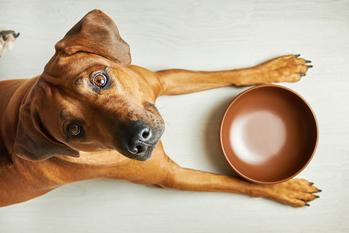 Chewy Stock Comes to Life After Earnings: https://g.foolcdn.com/editorial/images/779246/dog-with-dish.jpg