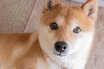 3 Things You Must Know if You Want to Buy Shiba Inu Right Now: https://g.foolcdn.com/editorial/images/765255/shiba-inu.jpg