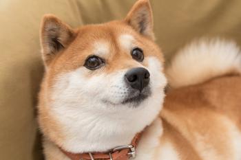 If You Invested $1,000 in Shiba Inu in October, This Is How Much You'd Have Now: https://g.foolcdn.com/editorial/images/757294/shiba-inu-dog-doge-dogecoin-shib-cryptocurrency-crypto-altcoin-altcoins.jpeg