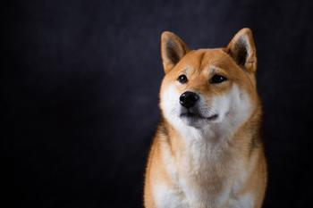 Could Dogecoin Help You Become a Millionaire?: https://g.foolcdn.com/editorial/images/722281/shiba-inu-dog-against-a-black-background.jpg