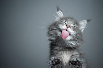 Why Investors Were Barking Loudly About Elanco Animal Health Stock Today: https://g.foolcdn.com/editorial/images/739932/kitten-with-its-tongue-out-and-eyes-closed.jpg