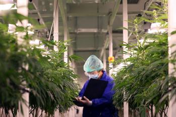Legal Marijuana Would Be a Mixed Blessing for This High-Yield REIT: https://g.foolcdn.com/editorial/images/738032/22_01_13-a-person-inside-an-industrial-marijuana-grow-house-writing-in-a-notebook-_gettyimages-1322979060.jpg