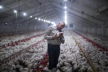 Why Tyson Foods Stock Tumbled Today: https://g.foolcdn.com/editorial/images/731550/farmer-inspecting-chickens-in-a-poultry-farm.jpg