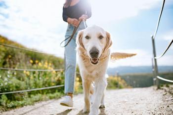 2 Stocks to Watch on a Quiet Market Day: https://g.foolcdn.com/editorial/images/733532/dog-walking-gettyimages-1216277209.jpg
