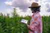 Why April Could Be a Big Month for Canopy Growth: https://g.foolcdn.com/editorial/images/770396/a-farmer-holding-a-tablet-in-a-hemp-field.jpg
