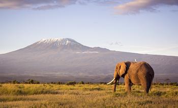 Lindblad Expeditions Hits All-Time Highs in Revenue and Earnings. Time to Buy the Stock?: https://g.foolcdn.com/editorial/images/734034/classic-safari-scene-of-a-large-bull-elephant-against-a-kilimanjaro-backdrop.jpg