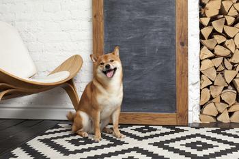 Shiba Inu Is Crushing Bitcoin in 2024, but Can It Reach $1?: https://g.foolcdn.com/editorial/images/773854/a-shiba-inu-dog-sitting-in-front-of-a-blank-chalk-board.jpg
