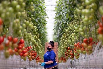 Will AgTech Startup AppHarvest Reap Rewards for Shareholders?: https://g.foolcdn.com/editorial/images/688121/farming-agriculture-tomato-indoor-greenhouse-source-appharvest.jpg