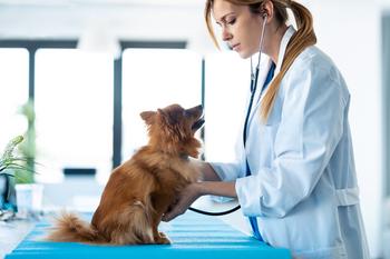 Is This Beaten-Down Growth Stock a Buy?: https://g.foolcdn.com/editorial/images/701766/a-veterinarian-examines-a-dog.jpg