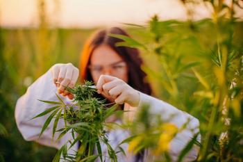 3 Reasons Tilray Brands Investors Shouldn't Assume U.S. Marijuana Legalization Would Fix the Stock's Problems: https://g.foolcdn.com/editorial/images/773638/person-trimming-a-cannabis-plant-outdoors.jpg