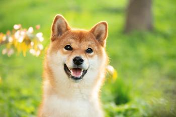 Why Shiba Inu Was Zooming Higher Today: https://g.foolcdn.com/editorial/images/737282/dog-looking-at-camera-with-its-mouth-open.jpg