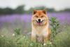 Why Dogecoin, Shiba Inu, and Pepe Are Soaring Today: https://g.foolcdn.com/editorial/images/767962/shiba-inu25.jpg