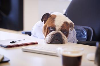 Is It Time to Buy the Dow Jones' 3 Worst-Performing May Stocks?: https://g.foolcdn.com/editorial/images/734994/sad-dog-sitting-at-a-business-desk.jpg