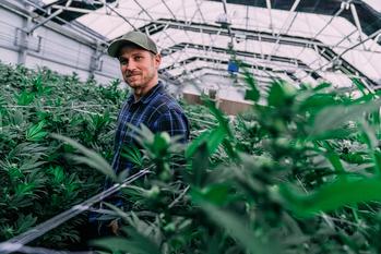 3 New Cannabis Stock Risks Are Emerging -- As If There Aren't Enough Already: https://g.foolcdn.com/editorial/images/731692/cannabis-farmer-in-greenhouse.jpg