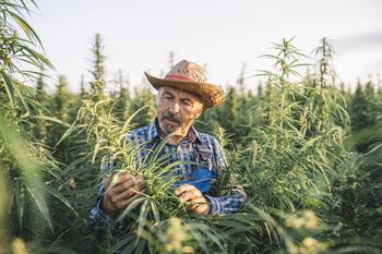 3 Under-the-Radar Cannabis Stocks to Buy Right Now: https://g.foolcdn.com/editorial/images/706136/gettyimages-1293942530.jpg