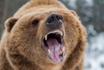 Why ChainLink, Polkadot, and XRP Are Getting Eaten by the Bears Today: https://g.foolcdn.com/editorial/images/701550/bear.jpg