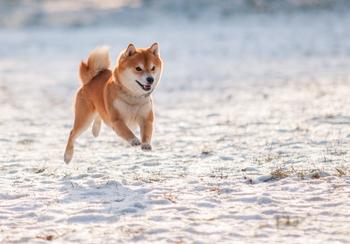 Why Shiba Inu Thumped the Crypto Market This Weekend: https://g.foolcdn.com/editorial/images/719578/shiba-inu18.jpg
