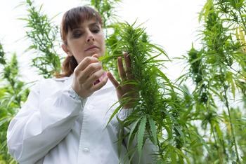 1 Green Flag and 2 Red Flags for Aurora Cannabis Stock: https://g.foolcdn.com/editorial/images/748584/cannabis-farmer-inspects-leaf.jpg