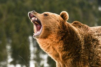 Why a 2-Day Stock Market Rally Hasn't Killed the Bear Yet: https://g.foolcdn.com/editorial/images/703687/bear-angry-gettyimages-488666605.jpg