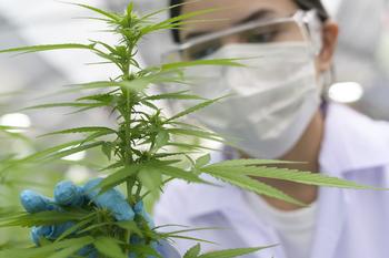 Is Tilray Stock a Buy Now?: https://g.foolcdn.com/editorial/images/736268/person-in-lab-gear-inspecting-a-marijuana-plant-inside-a-grow-facility.jpg