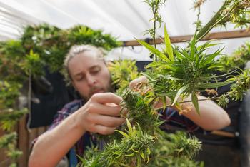 Where Will Aurora Cannabis Be in 1 Year?: https://g.foolcdn.com/editorial/images/706565/farmer-inspects-marijuana-plant-in-greenhouse.jpg
