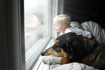 Chewy Stock Has 45% Upside, According to 1 Wall Street Analyst: https://g.foolcdn.com/editorial/images/769322/dog_and_child_looking_out_window.jpeg