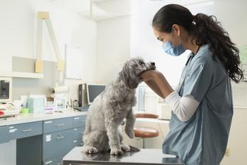2 Top Healthcare Stocks to Buy Right Now: https://g.foolcdn.com/editorial/images/720144/veterinarian-works-with-dog_2vWENKP.jpg