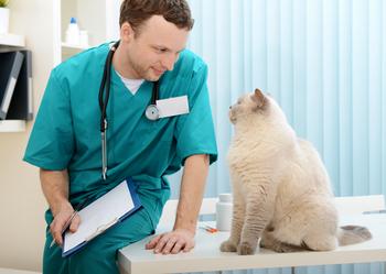 Why Trupanion Stock Soared Today: https://g.foolcdn.com/editorial/images/753724/veterinarian-with-cat.jpg