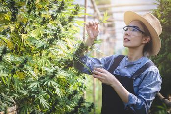 3 Things You Need to Know If You Buy Green Thumb Industries Stock Today: https://g.foolcdn.com/editorial/images/770314/cannabis-farm-researcher.jpg