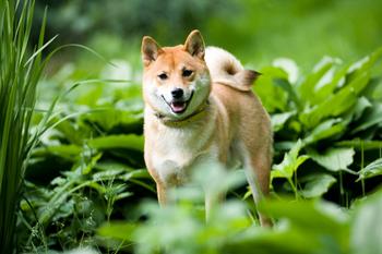 Does This Crypto Rally Have Legs? Dogecoin, Shiba Inu, Cardano All Rocket Higher Today: https://g.foolcdn.com/editorial/images/691081/shiba-inu17.jpg