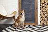 Can Shiba Inu Reach $1? The Answer Will Blow Your Mind: https://g.foolcdn.com/editorial/images/746422/a-shiba-inu-dog-sitting-in-front-of-a-blank-chalk-board.jpg