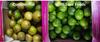 Save Foods entwickelt einige Dynamik mit mexikanischen Limettenexporteuren: https://www.irw-press.at/prcom/images/messages/2022/66980/2022_08_08_SaveFoods_DE.001.jpeg