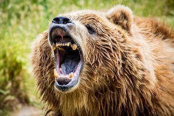 These 2 Stocks Have the Nasdaq Bear Market Growling: https://g.foolcdn.com/editorial/images/706242/bear-market-getty.jpg