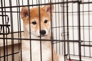 Elon Musk Says Not to "Bet the Farm" on Crypto and Dogecoin: https://g.foolcdn.com/editorial/images/733970/a-sad-shiba-inu-puppy-sitting-inside-a-cage.jpg