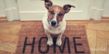 Pets At Home – Sales Growth Impresses But Momentum Set To Slow: https://www.valuewalk.com/wp-content/uploads/2023/05/Pets-at-Home-300x150.jpeg