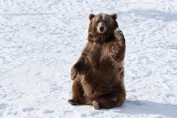 Why Fluence Energy Stock Is Plummeting This Week: https://g.foolcdn.com/editorial/images/766445/a-bear-waves-while-sitting-on-snow.jpg