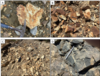 Canada One Identifies 2.5 x 2.5 km Alteration Footprint on the CM1 Copper Property, Princeton, British Columbia: https://www.irw-press.at/prcom/images/messages/2023/72571/CanadaOne_091123_PRCOM.003.png