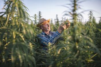 Which Pot Stock Will Climb in 2024: Green Thumb Industries vs. Aurora Cannabis: https://g.foolcdn.com/editorial/images/762883/cannabis-farmer-inspects-crops-in-field.jpg