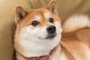 Where Will Shiba Inu Be in 1 Year?: https://g.foolcdn.com/editorial/images/845946/shiba-inu-dog-doge-dogecoin-1.jpeg