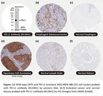 GeneTex Launches PD-L1 Antibody Comprehensively Validated by MS Validated Antibodies GmbH for Immunohistochemistry: https://www.irw-press.at/prcom/images/messages/2023/70848/GeneTexGlobal_EN_PRcom.001.jpeg