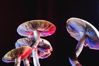 Why Canopy Growth, Aurora Cannabis, and Cresco Labs Stocks Sank Today: https://g.foolcdn.com/editorial/images/747548/psilocybin-magic-mushrooms.jpg