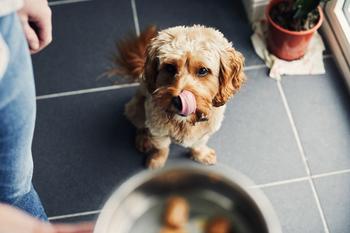 Has Chewy (CHWY) Stock Been Good For Investors?: https://g.foolcdn.com/editorial/images/843996/pet-food-feeding-dog.jpg