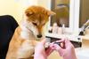 Is It Time to Sell Shiba Inu?: https://g.foolcdn.com/editorial/images/759780/shiba-inu-dog-getting-a-pedicure.jpg
