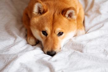A Shiba Inu Mascot Is Up on Twitter -- the Price of Dogecoin Is Soaring: https://g.foolcdn.com/editorial/images/726935/shiba-inu-dogecoin.jpg