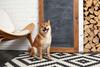 Can Dogecoin Reach $1?: https://g.foolcdn.com/editorial/images/683082/a-shiba-inu-dog-sitting-in-front-of-a-blank-chalk-board.jpg
