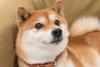 Can Shiba Inu Reach $1?: https://g.foolcdn.com/editorial/images/758618/shiba-inu-dog-doge-dogecoin.jpeg