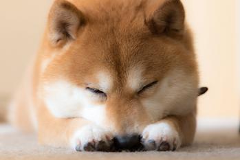 Shiba Inu's Only Path to $1 Has Narrowed in July: https://g.foolcdn.com/editorial/images/692112/a-sleeping-shiba-inu-dog.jpg