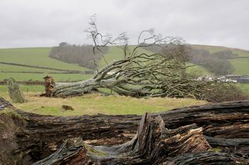 Why Enviva Stock Plummeted by Over 13% Today: https://g.foolcdn.com/editorial/images/704601/fallen-trees-in-a-field.jpg