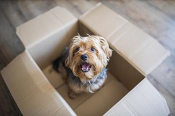 Why It's Time to Start Gnawing on Chewy Stock: https://g.foolcdn.com/editorial/images/746224/dog-sits-inside-a-cardboard-box.jpg